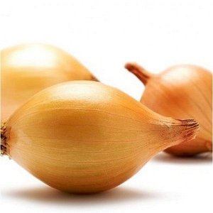 Variété d'oignon mûr précoce Olin avec un excellent rendement et un excellent goût