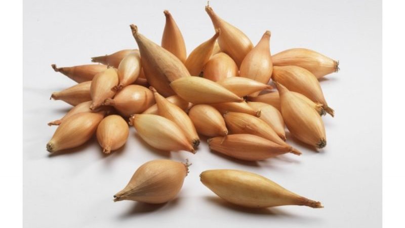 Variété d'oignon mûr précoce Olin avec un excellent rendement et un excellent goût