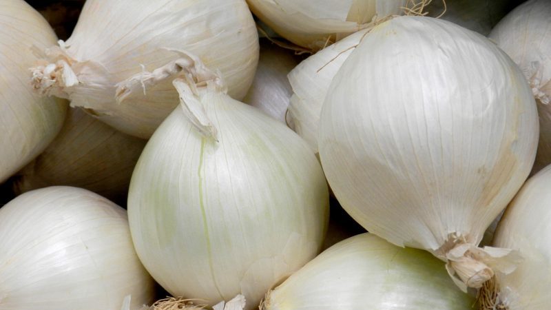 Un hybride sans prétention et stable d'oignons Stardust, à haut rendement même avec un minimum d'entretien