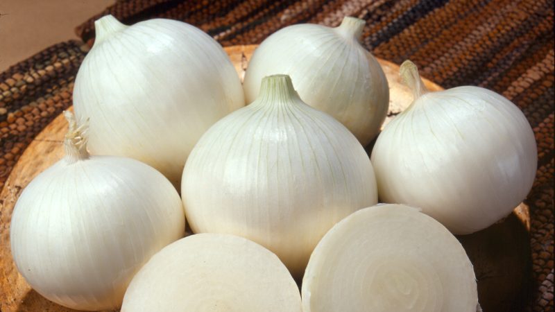 Un hybride sans prétention et stable d'oignons Stardust, à haut rendement même avec un minimum d'entretien