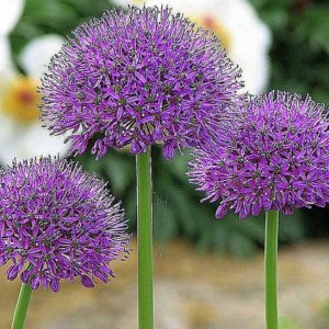 Propriétés étonnantes de l'ail de Souvorov (Anzur)