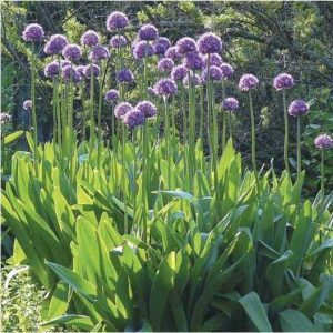 Propriétés étonnantes de l'oignon-ail de Souvorov (Anzur)