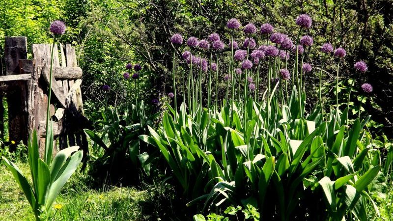 Propriétés étonnantes de l'ail de Souvorov (Anzur)