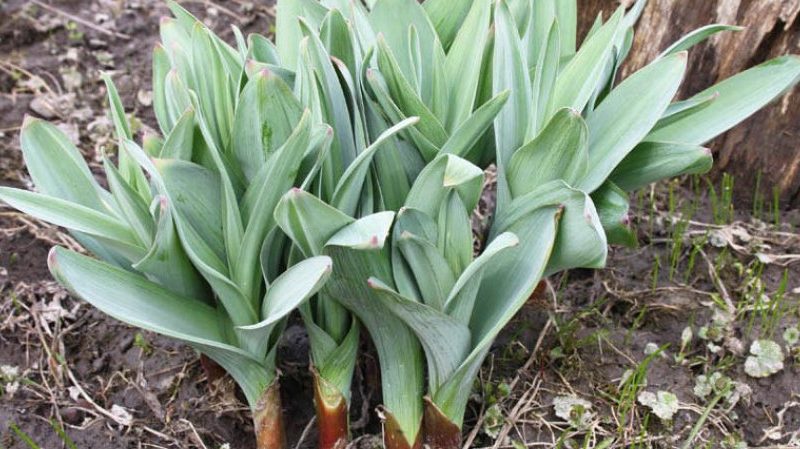 Propriétés étonnantes de l'ail de Souvorov (Anzur)