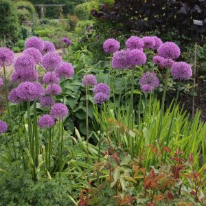 Propriétés étonnantes de l'oignon-ail de Souvorov (Anzur)