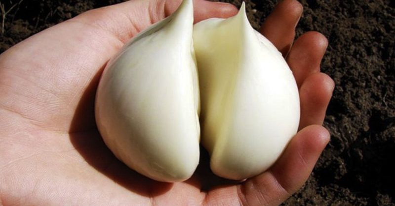 Propriétés étonnantes de l'ail de Souvorov (Anzur)