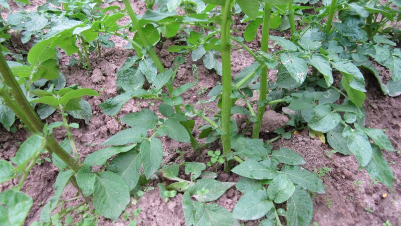 Pourquoi y a-t-il des taches sur les pommes de terre: mesures pour lutter contre la tache glandulaire et d'autres maladies