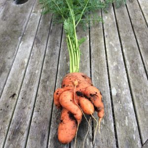 Raisons pour lesquelles les carottes sont noueuses et cornées et méthodes pour faire pousser même des plantes-racines