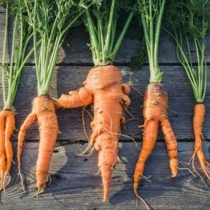 Raisons pour lesquelles les carottes sont noueuses et cornées et méthodes pour faire pousser même des plantes-racines