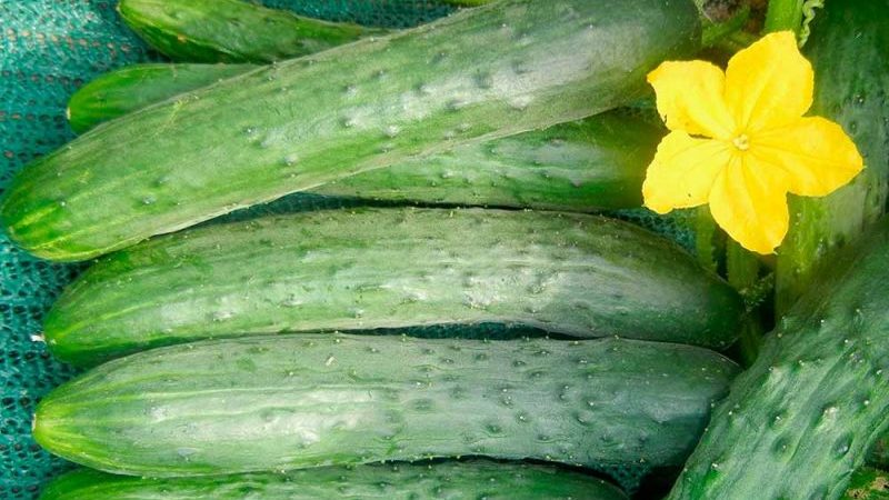 Les nuances de la conservation des concombres longs: est-il possible de conserver les concombres de Zozul pour l'hiver et comment le faire savoureux et simple