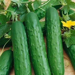 Les nuances de la conservation des concombres longs: est-il possible de conserver les concombres de Zozul pour l'hiver et comment le faire savoureux et simple