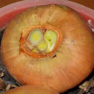 Pourquoi couper les oignons lors de la plantation avant l'hiver et s'il est nécessaire de le faire