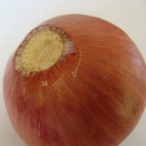 Pourquoi couper les oignons lors de la plantation avant l'hiver et s'il est nécessaire de le faire