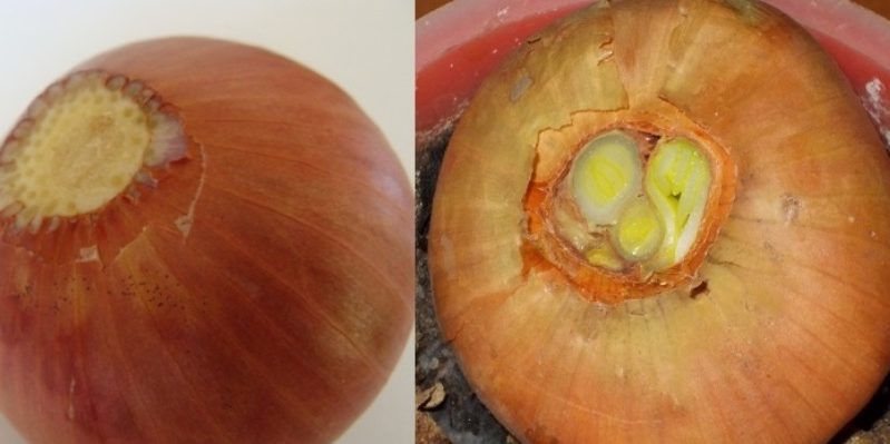 Pourquoi couper les oignons lors de la plantation avant l'hiver et s'il est nécessaire de le faire