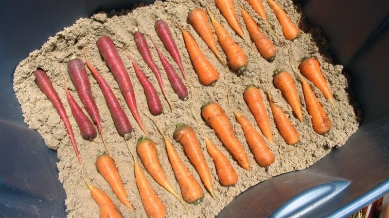 Caractéristiques de la conservation des carottes à la maison dans un appartement