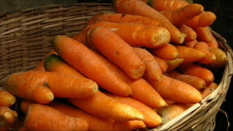 Caractéristiques de la conservation des carottes à la maison dans un appartement