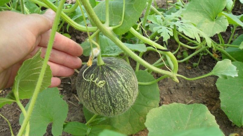 Caractéristiques de la culture des melons dans la région de Moscou en plein champ