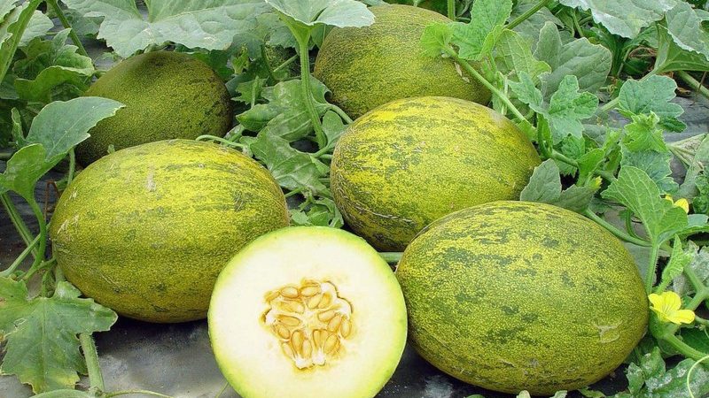 Caractéristiques de la culture des melons dans la région de Moscou en plein champ