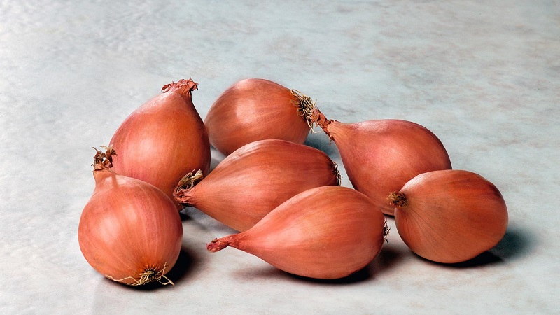 Caractéristiques de la culture et des recettes folkloriques aux échalotes