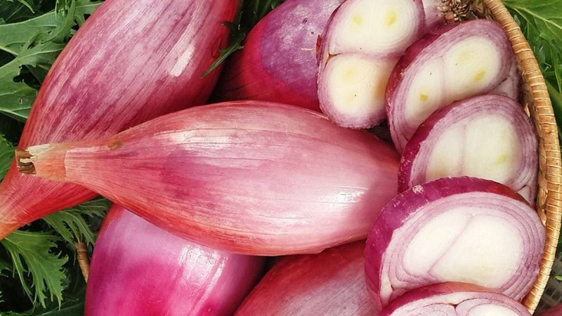 Caractéristiques de la culture et des recettes folkloriques aux échalotes