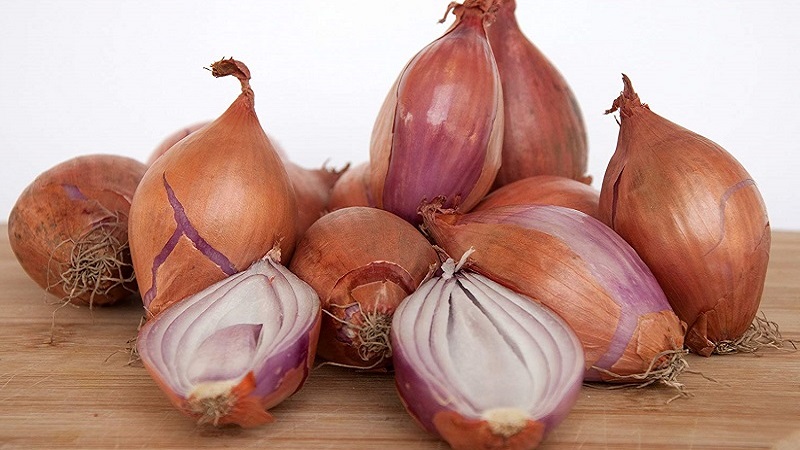 Caractéristiques de la culture et des recettes folkloriques aux échalotes