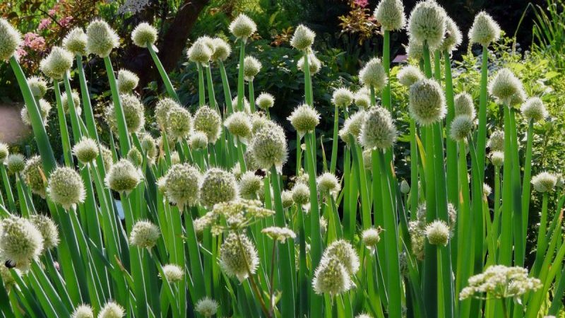 Guide étape par étape pour replanter et entretenir les oignons Batun à l'automne