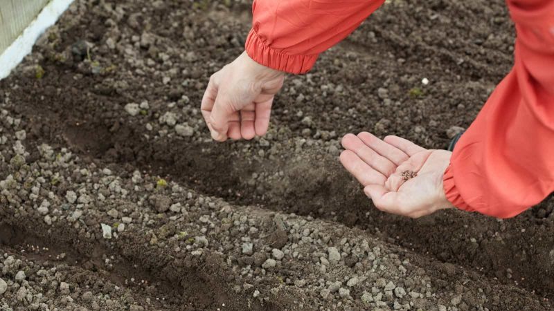 Un guide de plantation de carottes pour l'hiver pour les jardiniers débutants