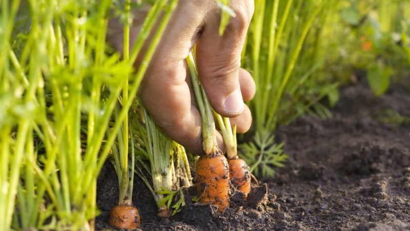 Un guide de plantation de carottes pour l'hiver pour les jardiniers débutants