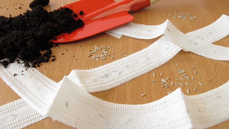 Préparer les graines de carottes avant la plantation: que faire exactement et comment traiter