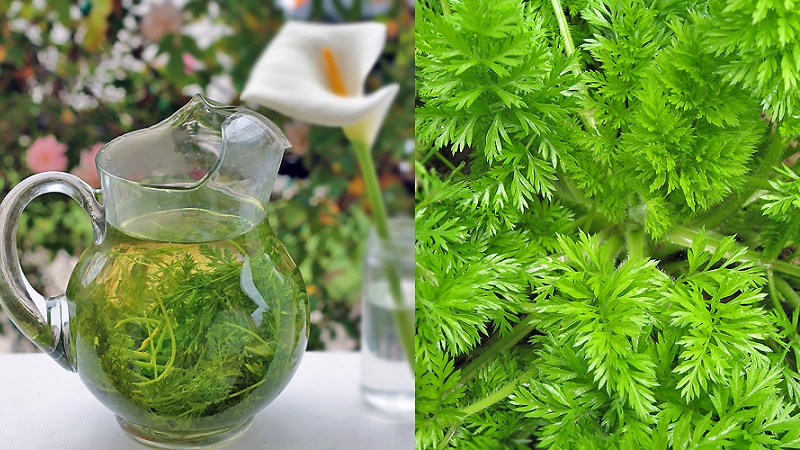 Propriétés utiles et les plus délicieuses recettes de thé aux carottes