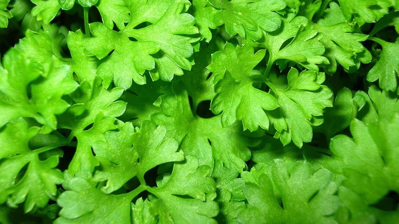 Avantages du persil pour les femmes