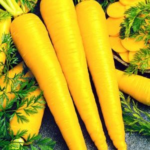 Propriétés utiles des carottes jaunes et quelle est la différence avec l'orange ordinaire