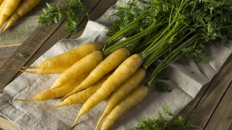 Propriétés utiles des carottes jaunes et quelle est la différence avec l'orange ordinaire