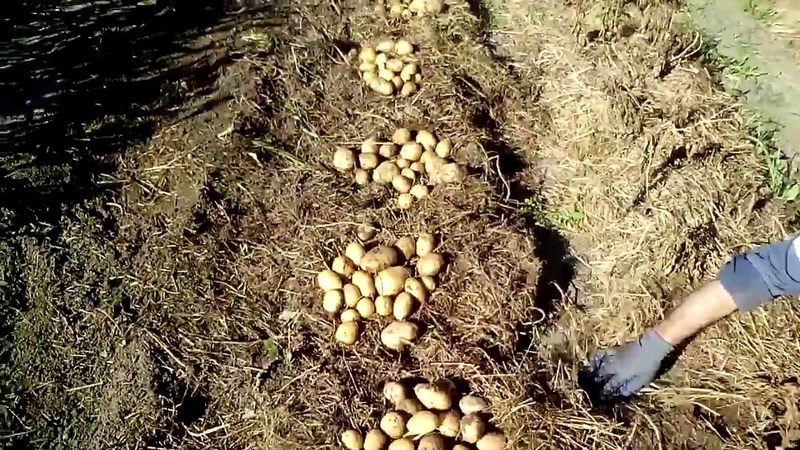 Comment planter correctement des pommes de terre sous la paille dans le jardin