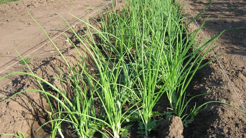 Un guide étape par étape pour planter des échalotes avant l'hiver