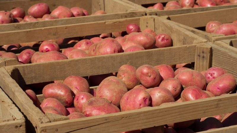 Règles de stockage des pommes de terre de semence: instructions pour la préparation des semences et conditions optimales