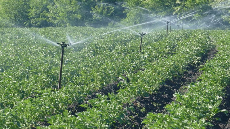 Règles d'arrosage des pommes de terre pendant la floraison
