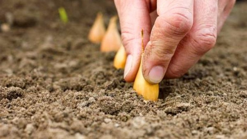 Règles pour planter des oignons sur un navet avant l'hiver