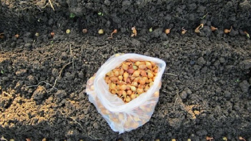 Règles pour planter des oignons sur un navet avant l'hiver