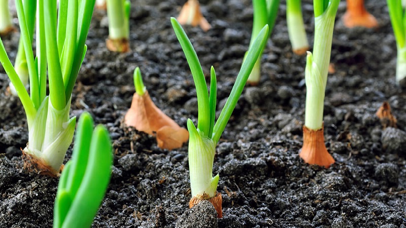 Règles pour planter des oignons sur un navet avant l'hiver