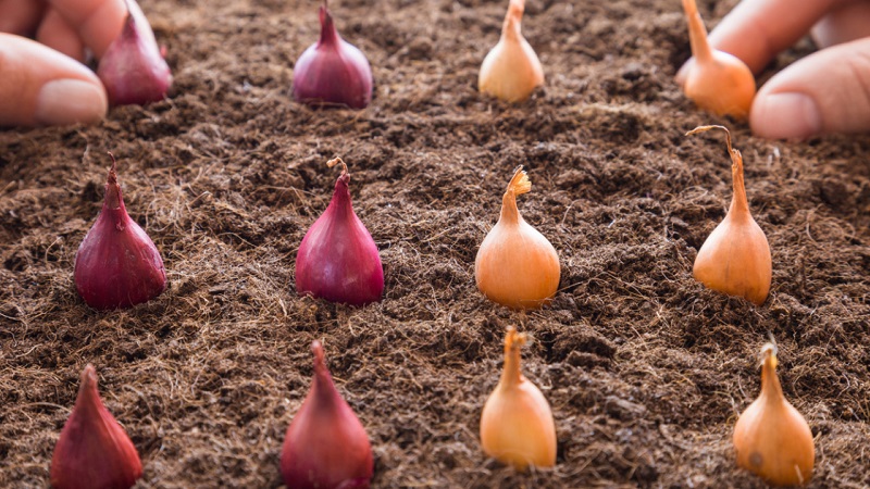 Règles pour planter des oignons sur un navet avant l'hiver