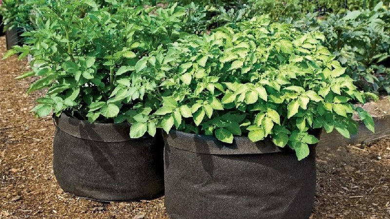 Règles pour la culture des pommes de terre en sacs