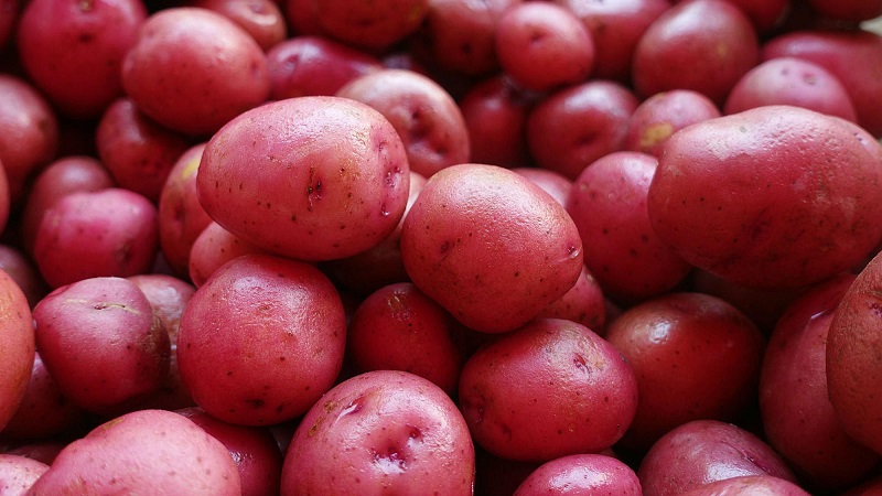 L'excellent goût des pommes de terre rouges: quelles sont ses caractéristiques et quels types sont là