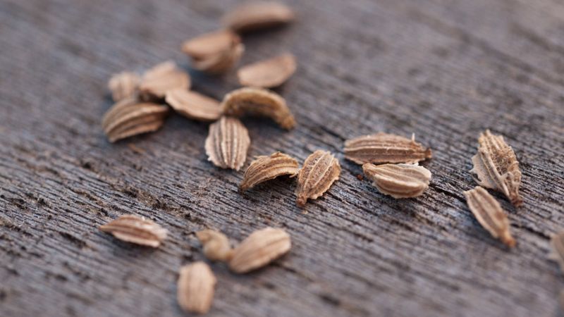 Nous plantons les carottes correctement et à temps