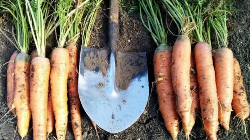 Nous plantons les carottes correctement et à temps