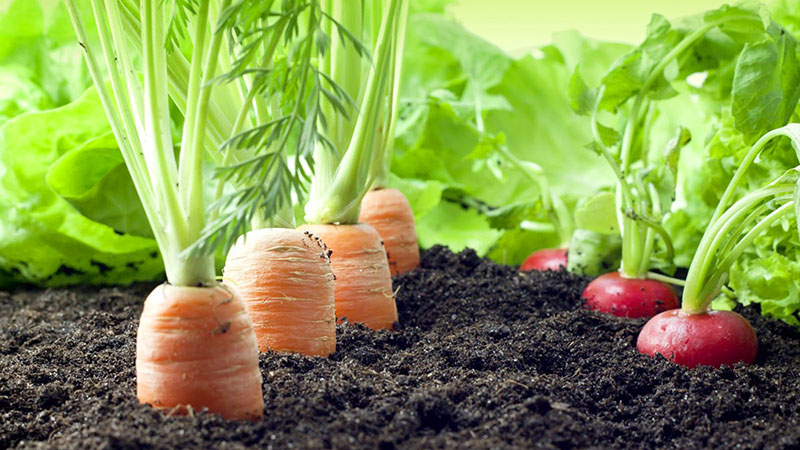 Nous plantons les carottes correctement et à temps