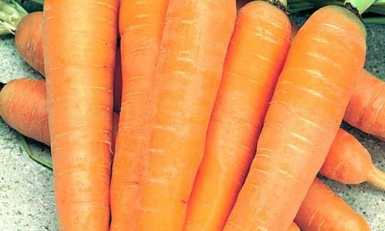 Une variété douce et délicate de carottes Altai gourmet