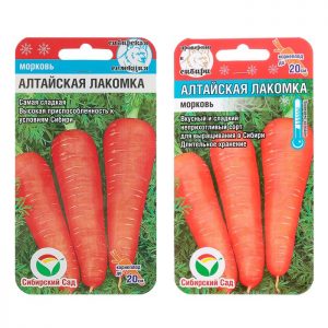 Une variété douce et délicate de carottes Altai gourmet