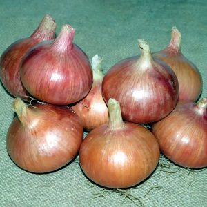 Délicieux oignon Rossana: description et conseils pour la culture