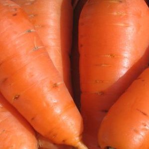 Carotte Kuroda à haut rendement avec une longue durée de conservation